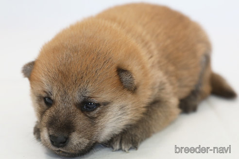 成約済の神奈川県の柴犬-342774